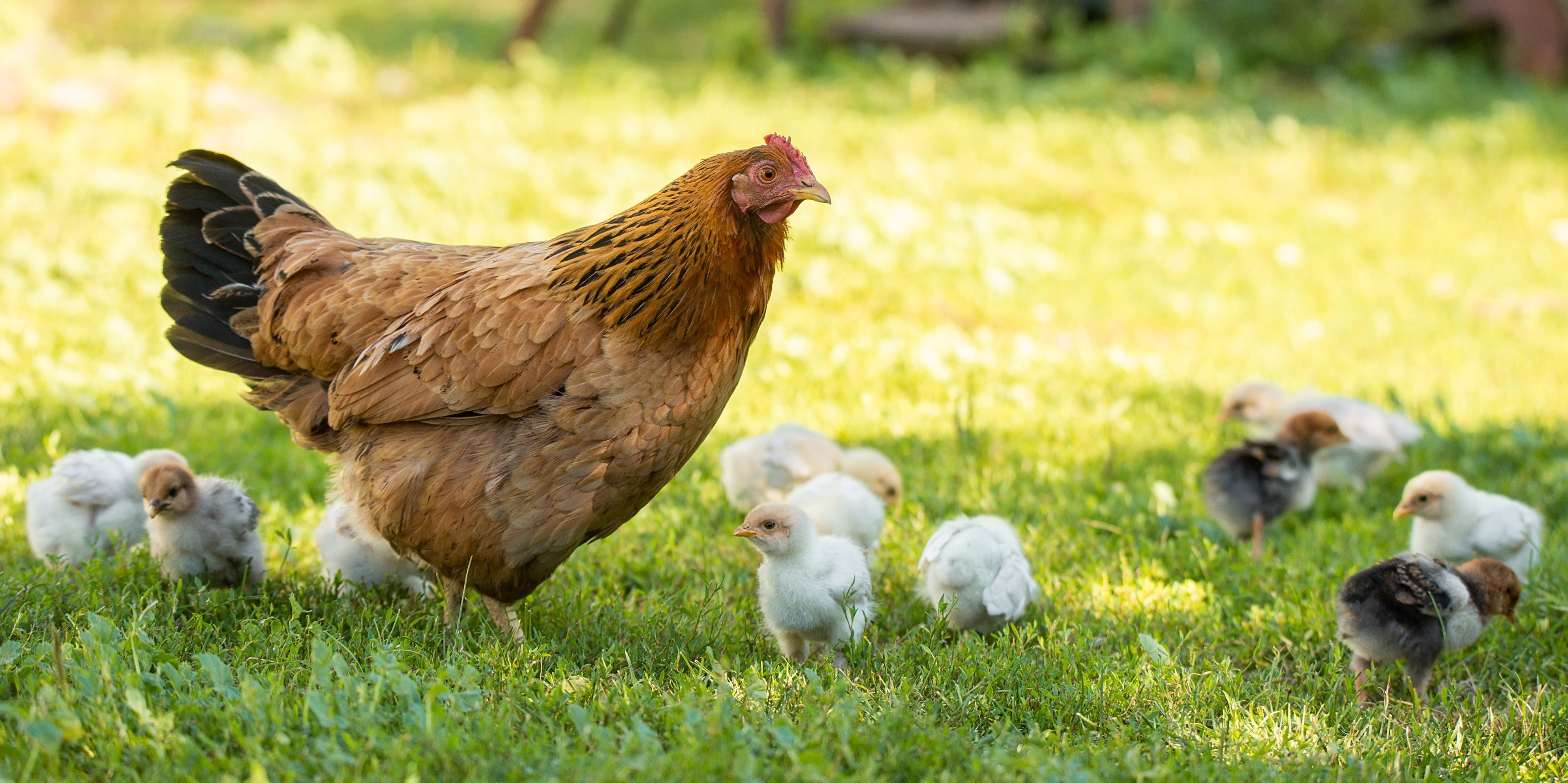 Backyard Poultry Backyard poultry with chickens eating