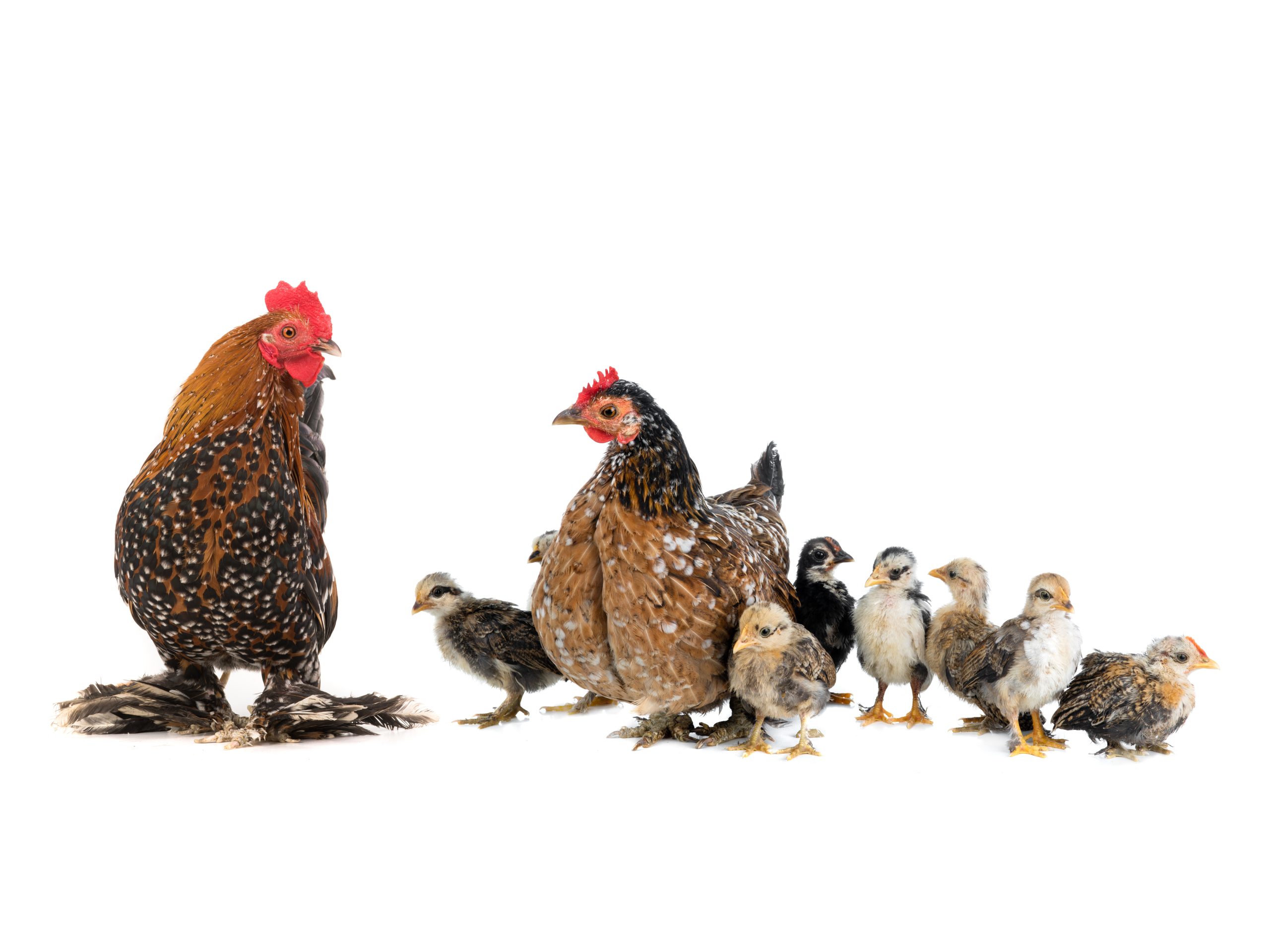 Image of a rooster, hen, and chicks