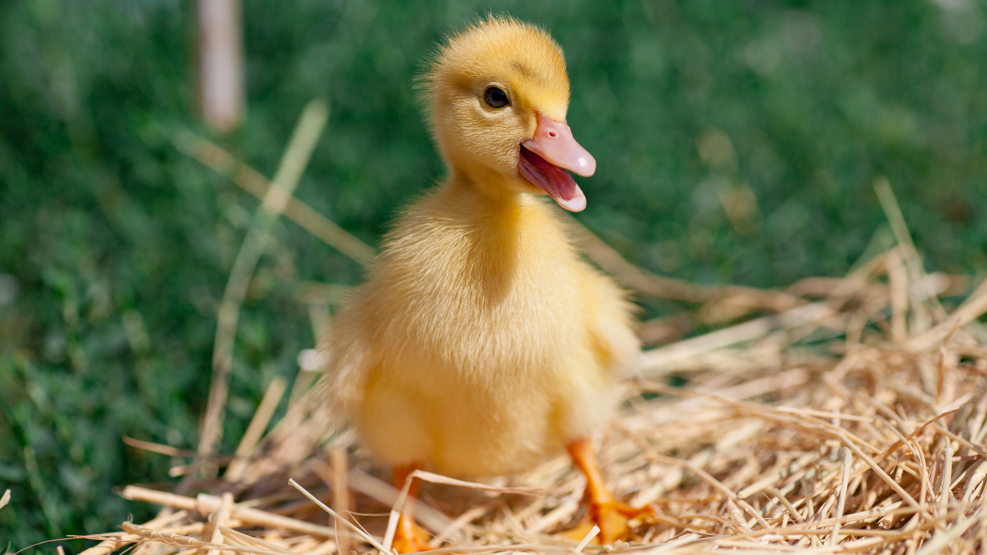Yellow duckling standing on straw.