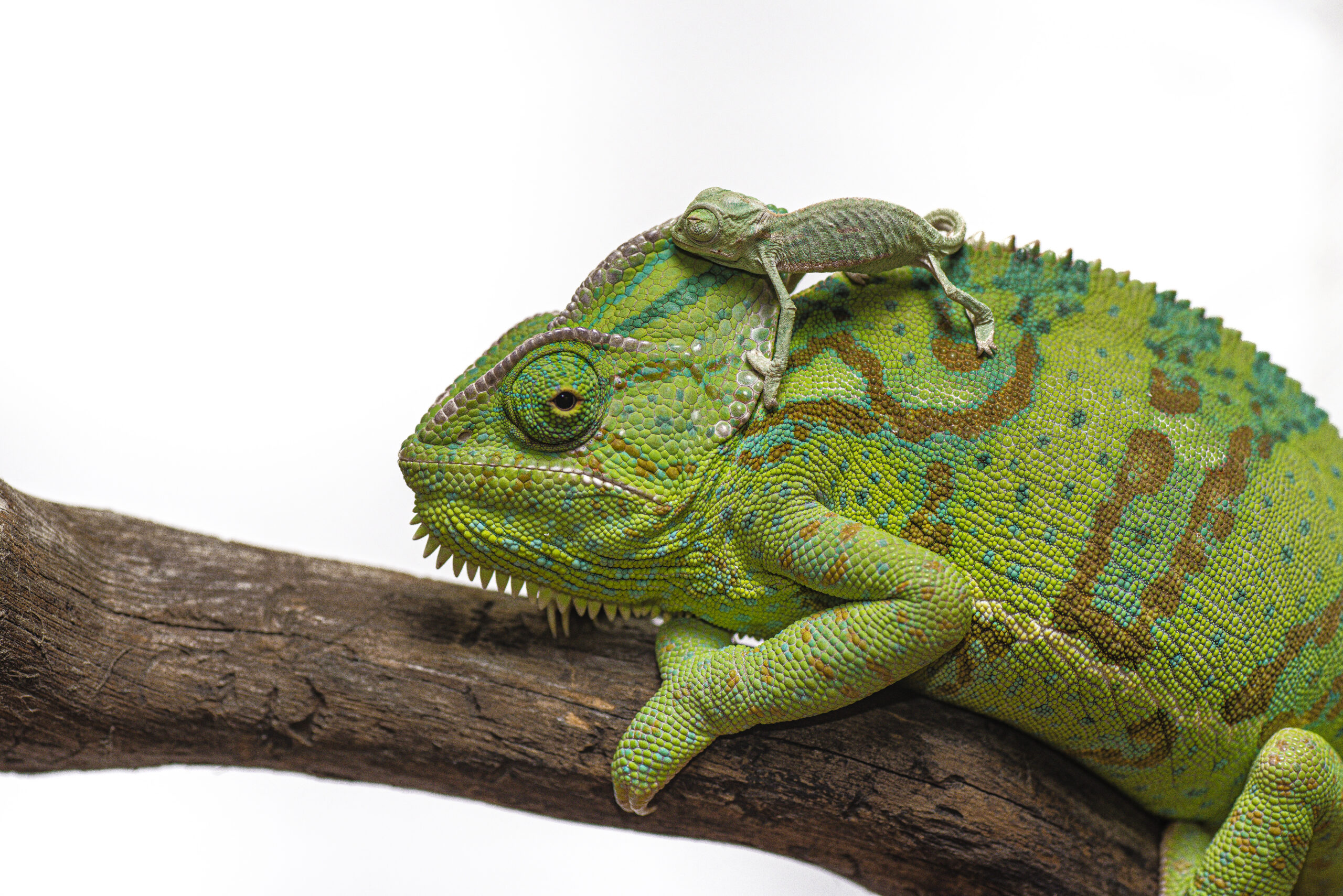 Green, female veiled chameleon with baby chameleon on its back