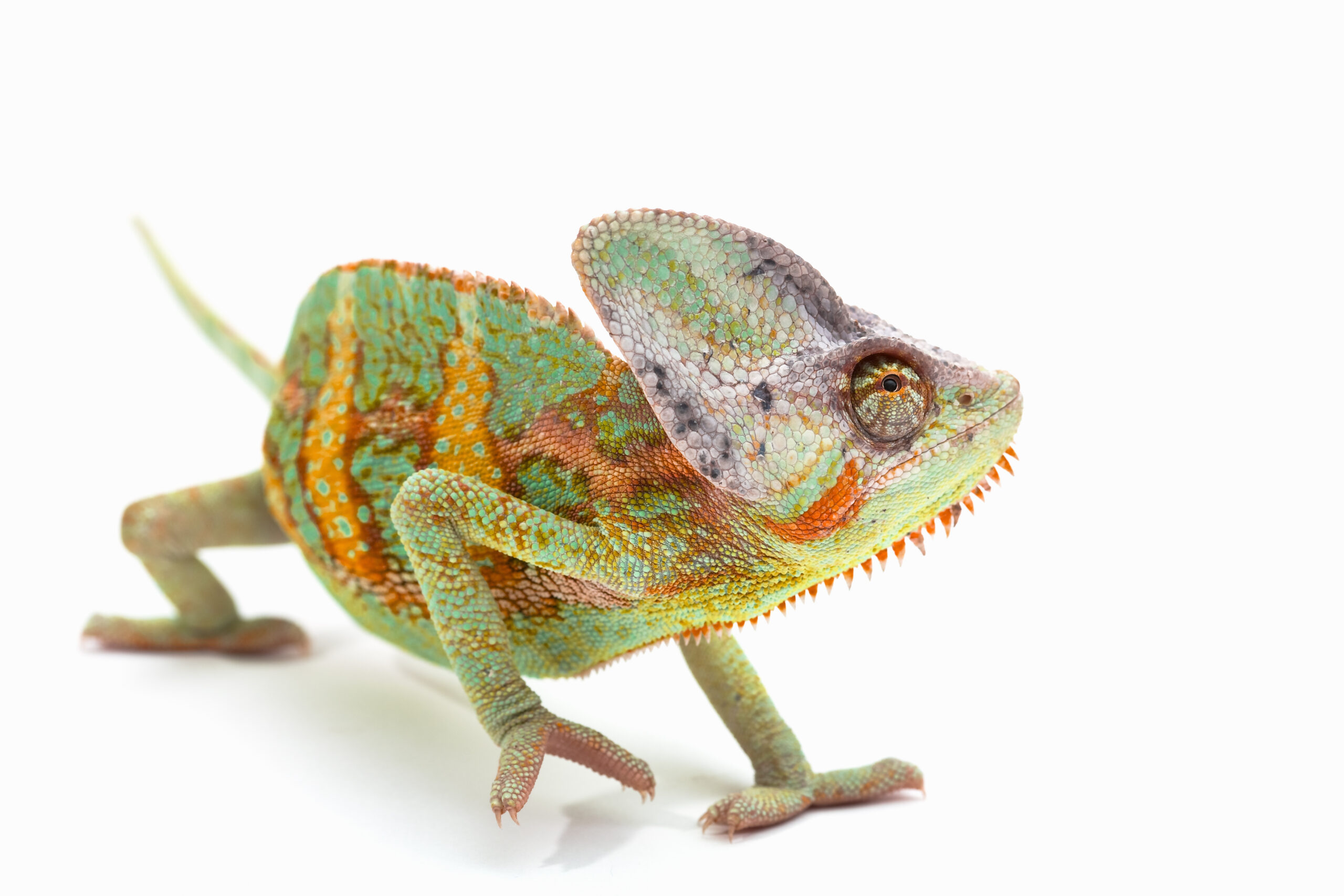 Veiled chameleon with green scales and yellow stripes.