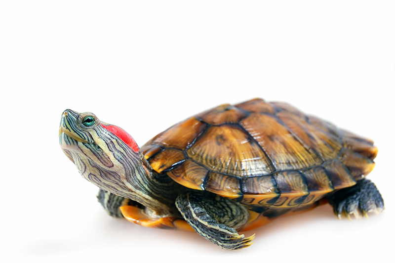 Red Eared Slider Turtle (Trachemys scripta elegans) Red Eared Slider Turtle (Trachemys scripta elegans)