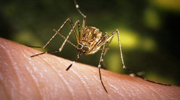 A close-up of a female Culex tarsalis mosquito that is about to begin feeding on a human host.