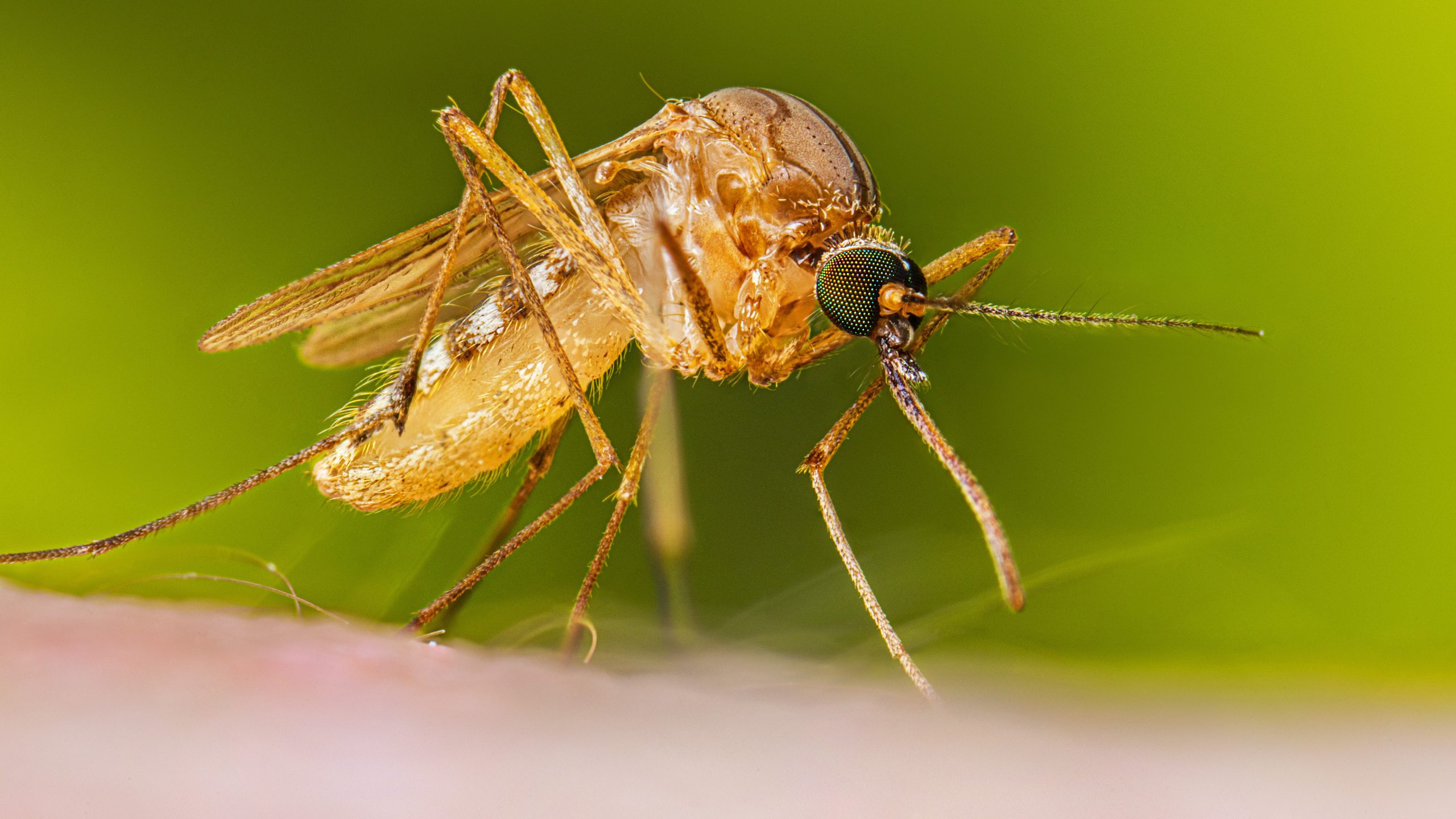 Culex species mosquito on a human.