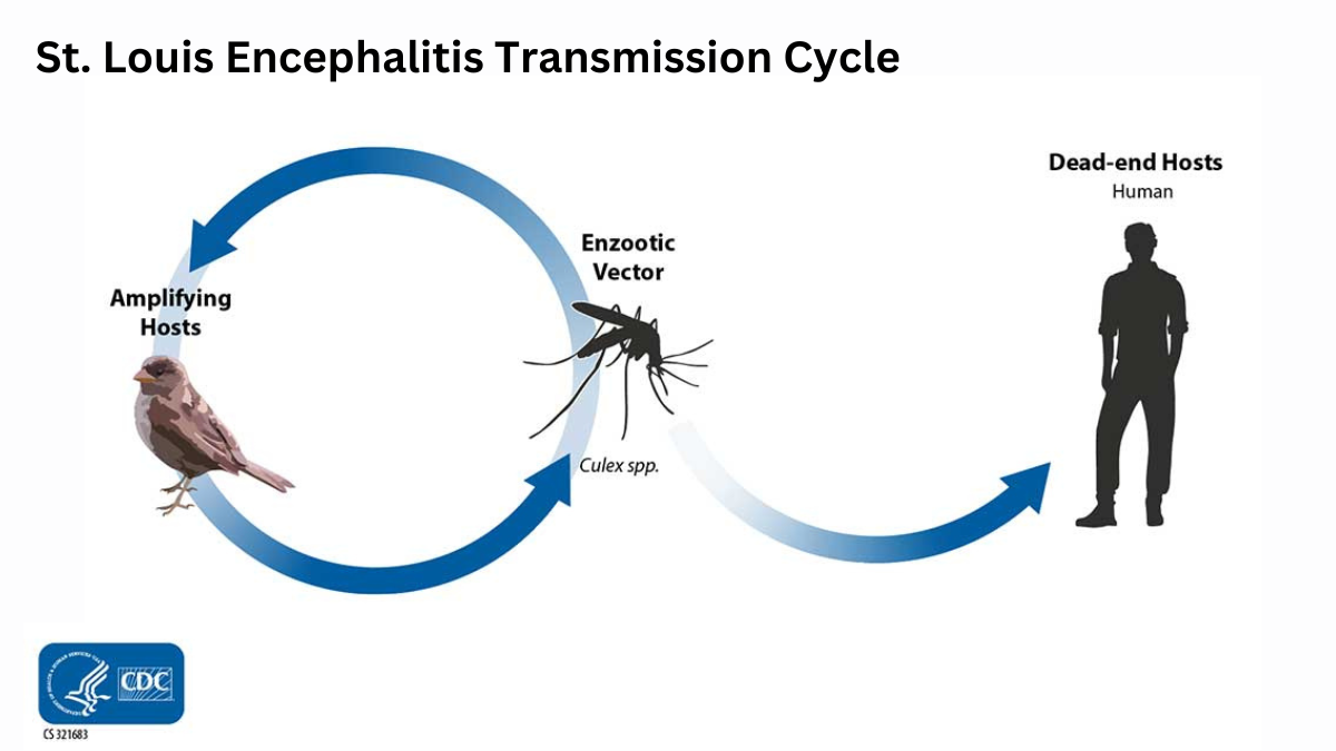 St. Louis encephalitis transmission cycle illustration.