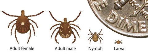 Lone star ticks; Adult female, Adult male, Nymph, and Larva as compared against a portion of a United States DIME coin to demonstrate how small each one is.