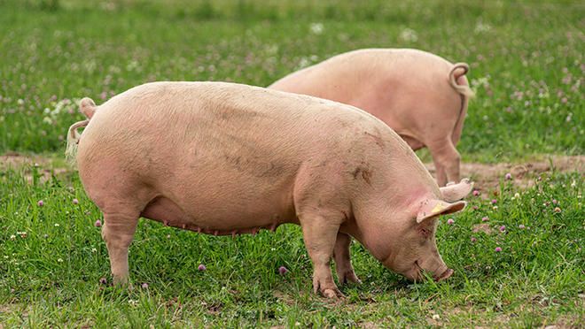 Two pigs in a green grass field.