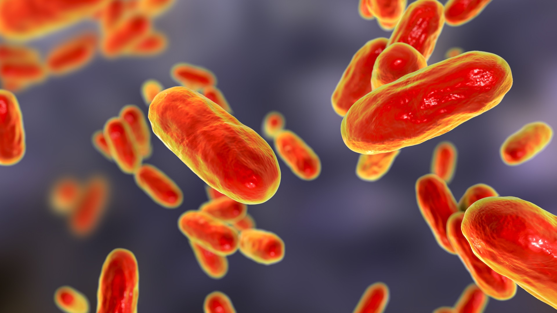 Pertussis illustration