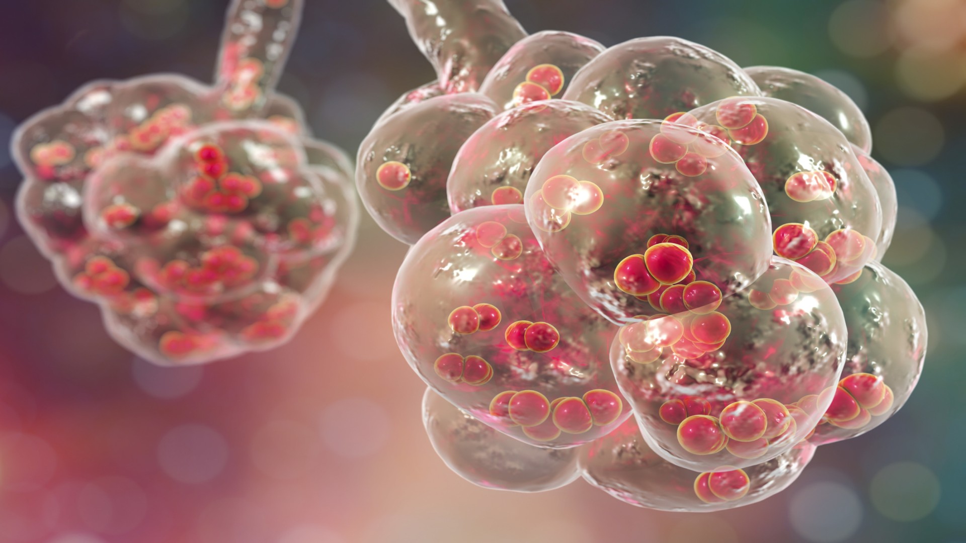 Pneumococcal illustration