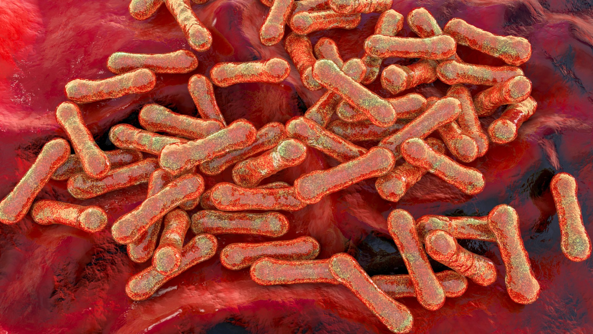 Corynebacterium diphtheriae, illustration