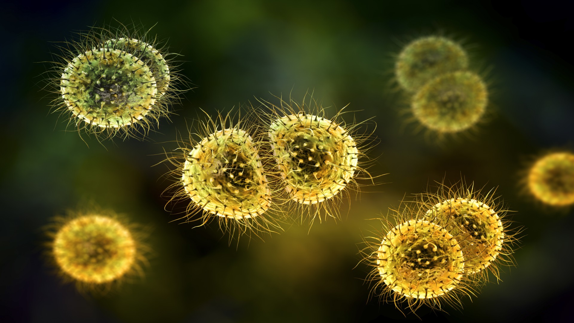 Meningococcal, illustration