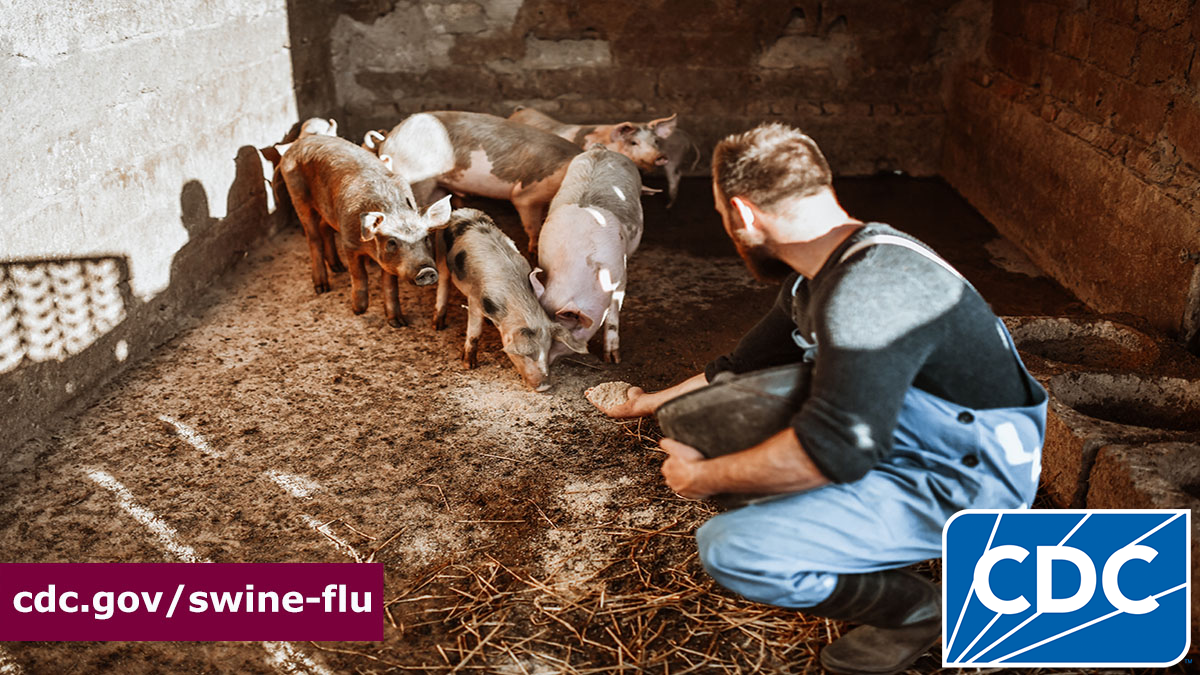 Man in pen with pigs