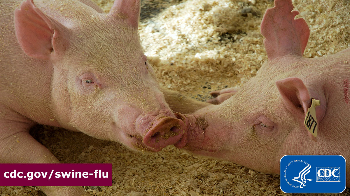 Pigs touching snouts