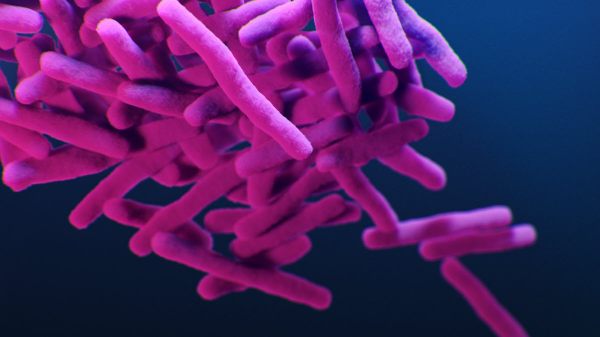 TB bacteria An image of TB bacteria