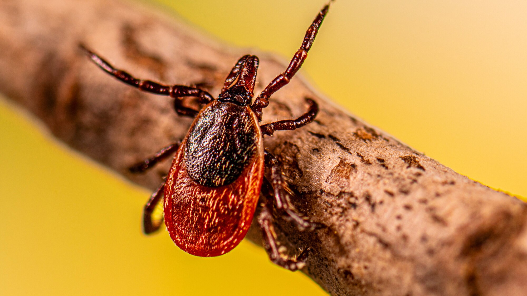 Ixodes scapularis tick crawling on a stick.
