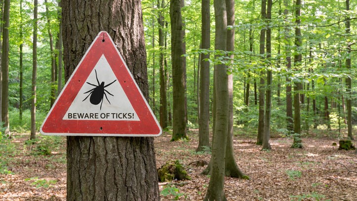 A triangular Beware of Ticks sign is attached to a tree in a forest.