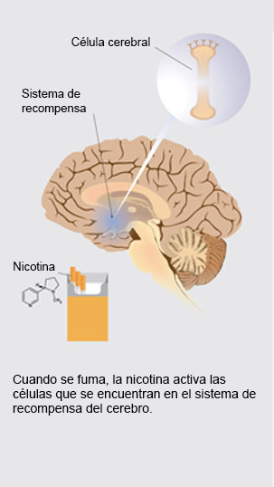 Diapositiva 1: cuando se fuma, la nicotina activa las c&eacute;lulas que se encuentran en el sistema de recompensa del cerebro [ilustraci&oacute;n de una c&eacute;lula cerebral, ilustraci&oacute;n del cerebro y el sistema de recompensa, ilustraci&oacute;n de cigarrillos con nicotina apuntando hacia la ilustraci&oacute;n del cerebro].