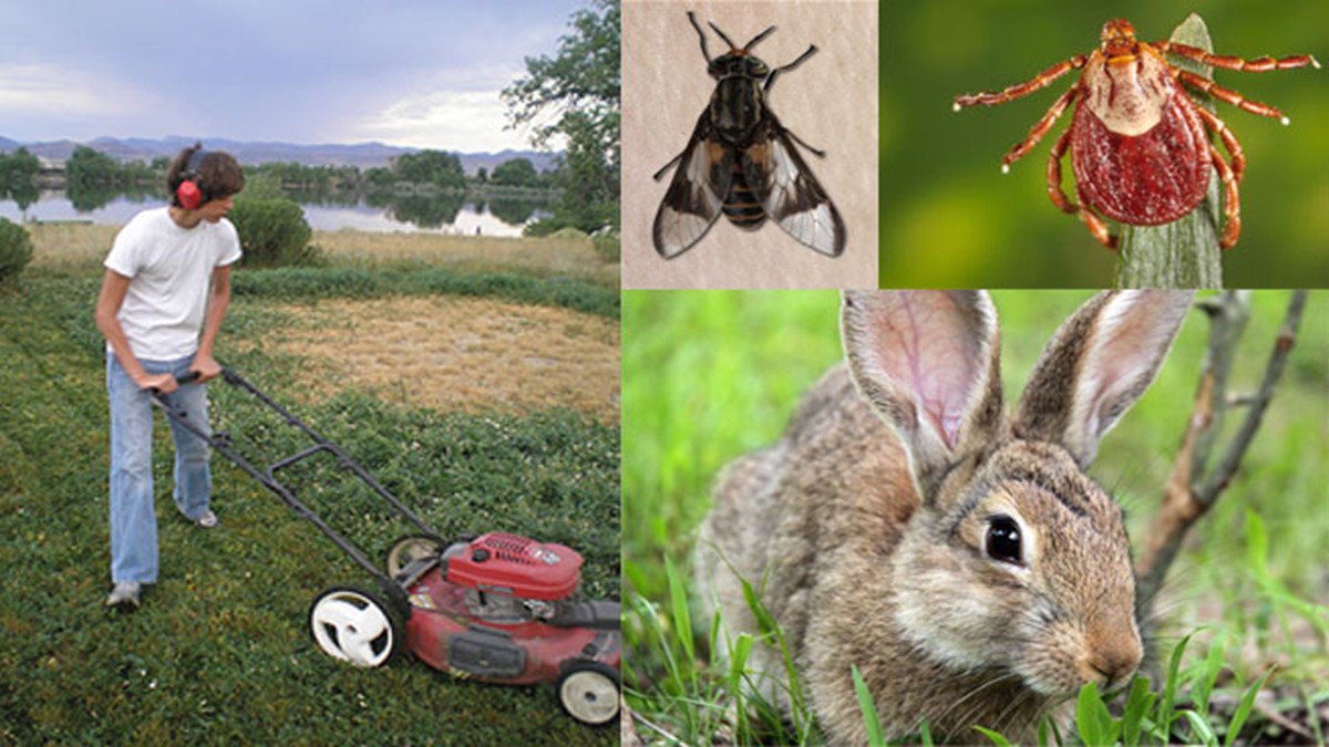 Photo montage of man mowing grass with a push mower, a horse fly, a tick and a rabbit.