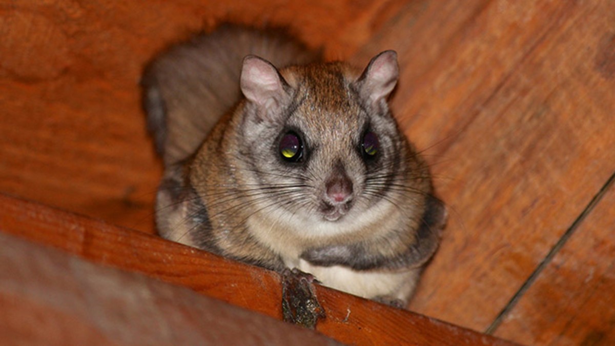 A southern flying squirrel.