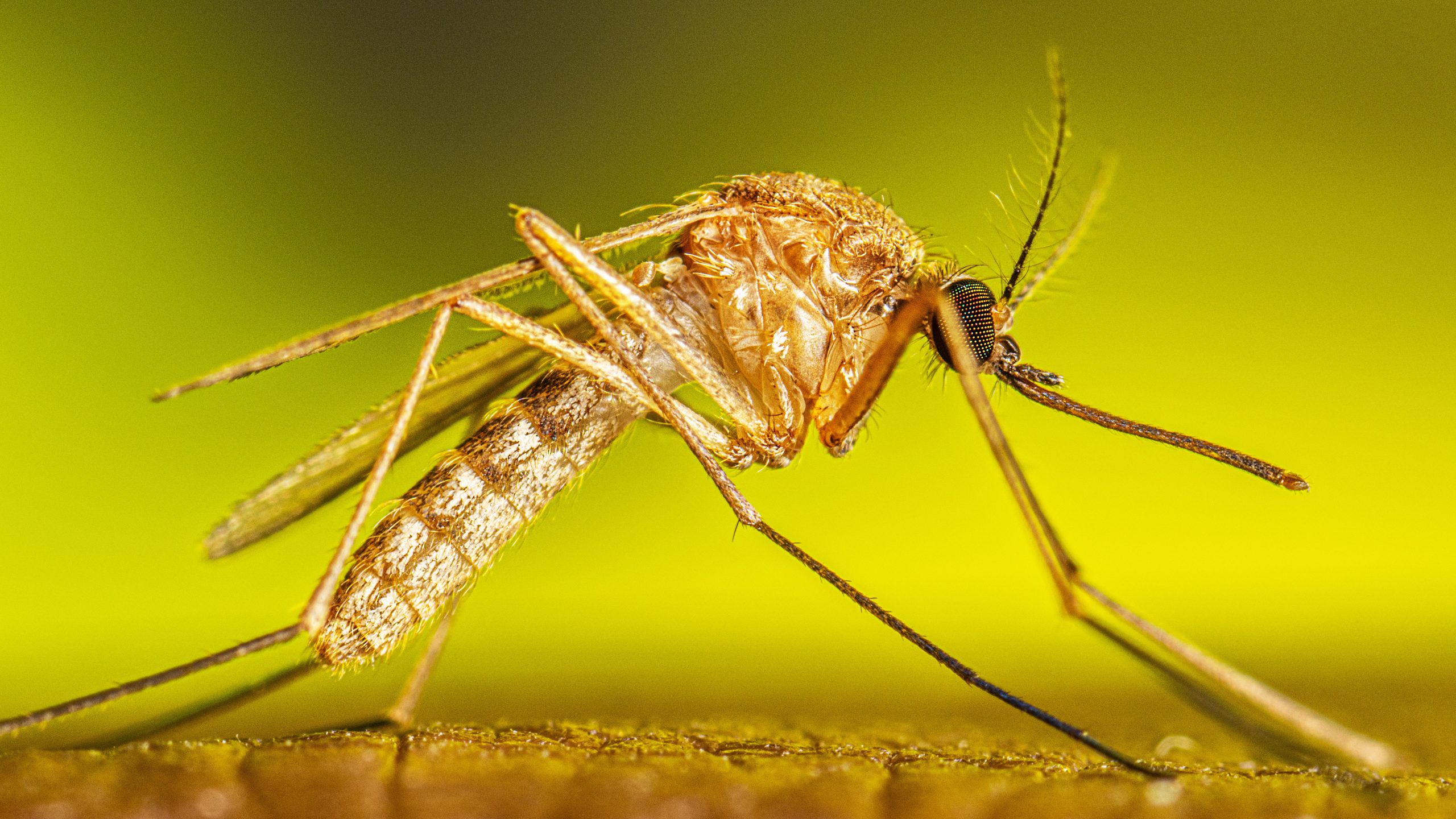 An adult Culex species mosquito resting on a human arm.