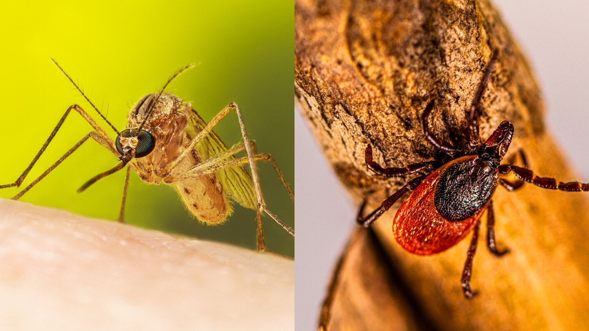 Femail Culex quinquefasciatus mosquito and female Ixodes scapularis tick