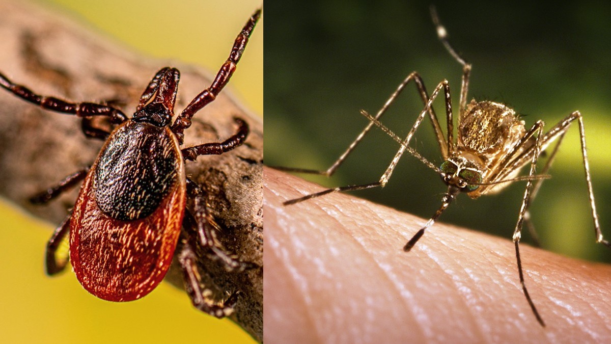 Ixodes scapularis tick and Culex tarsalis mosquito