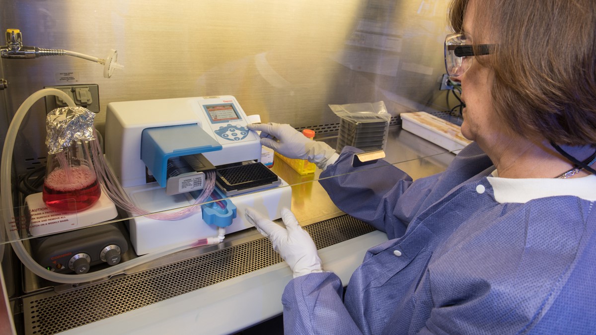 Laboratory testing procedure Photo of a laboratory professional performing vector-borne disease testing
