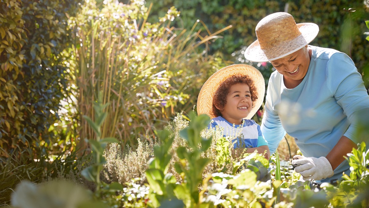 Older adult gardening Graphic of an older adult gardening