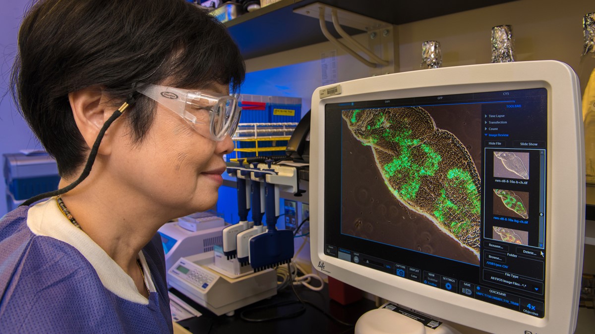 Vector-borne disease researcher Photo of a vector-borne disease researcher working in a laboratory