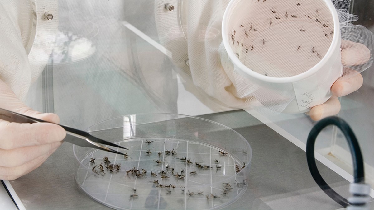 West Gulf Lab COE Photo of a person separating and counting mosquitoes for surveillance purposes