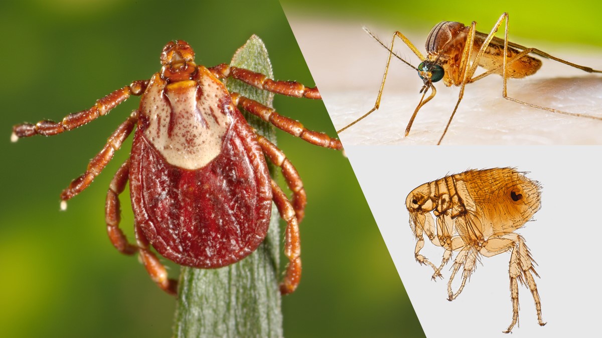 Vectors Ticks, mosquitoes, and fleas that spread germs are called vectors.