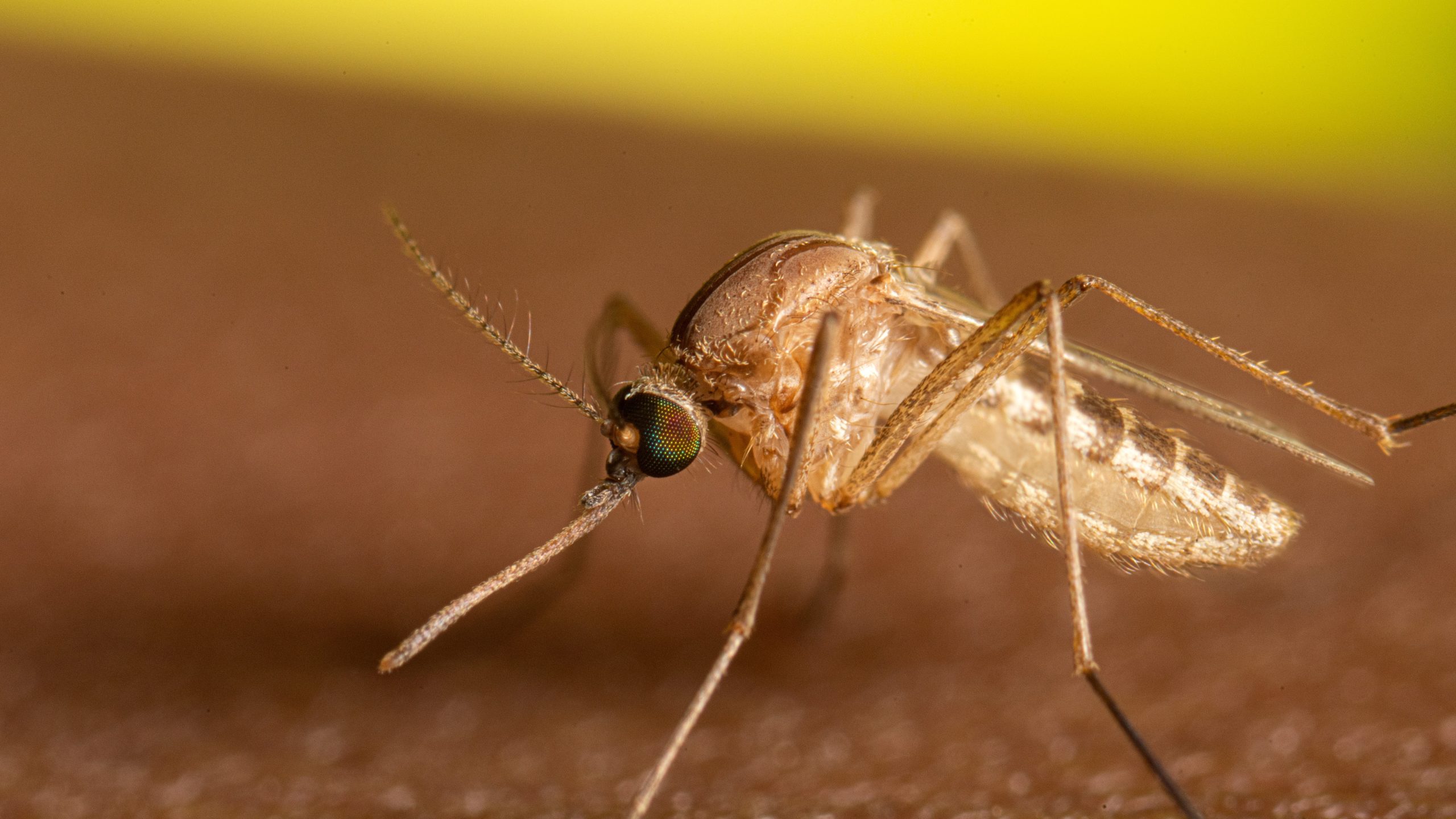 Adult Culex species mosquito resting on human arm.