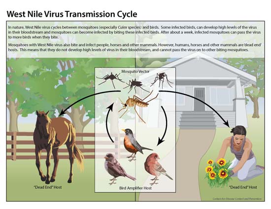 Transmission cycle for West Nile virus involving birds, mosquitoes, humans, and horses.