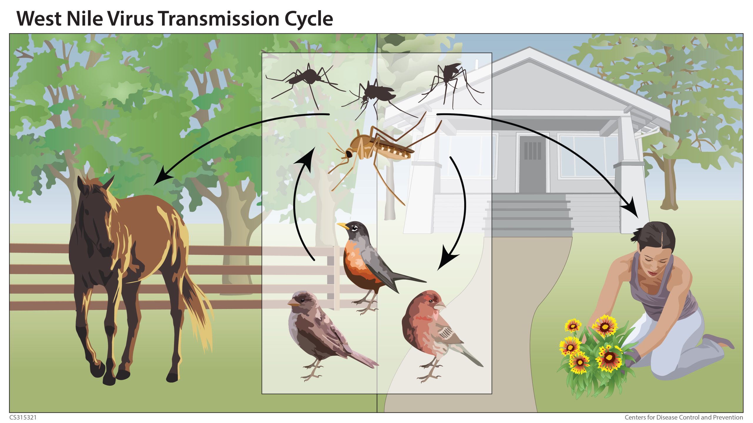 West Nile virus transmission cycle.