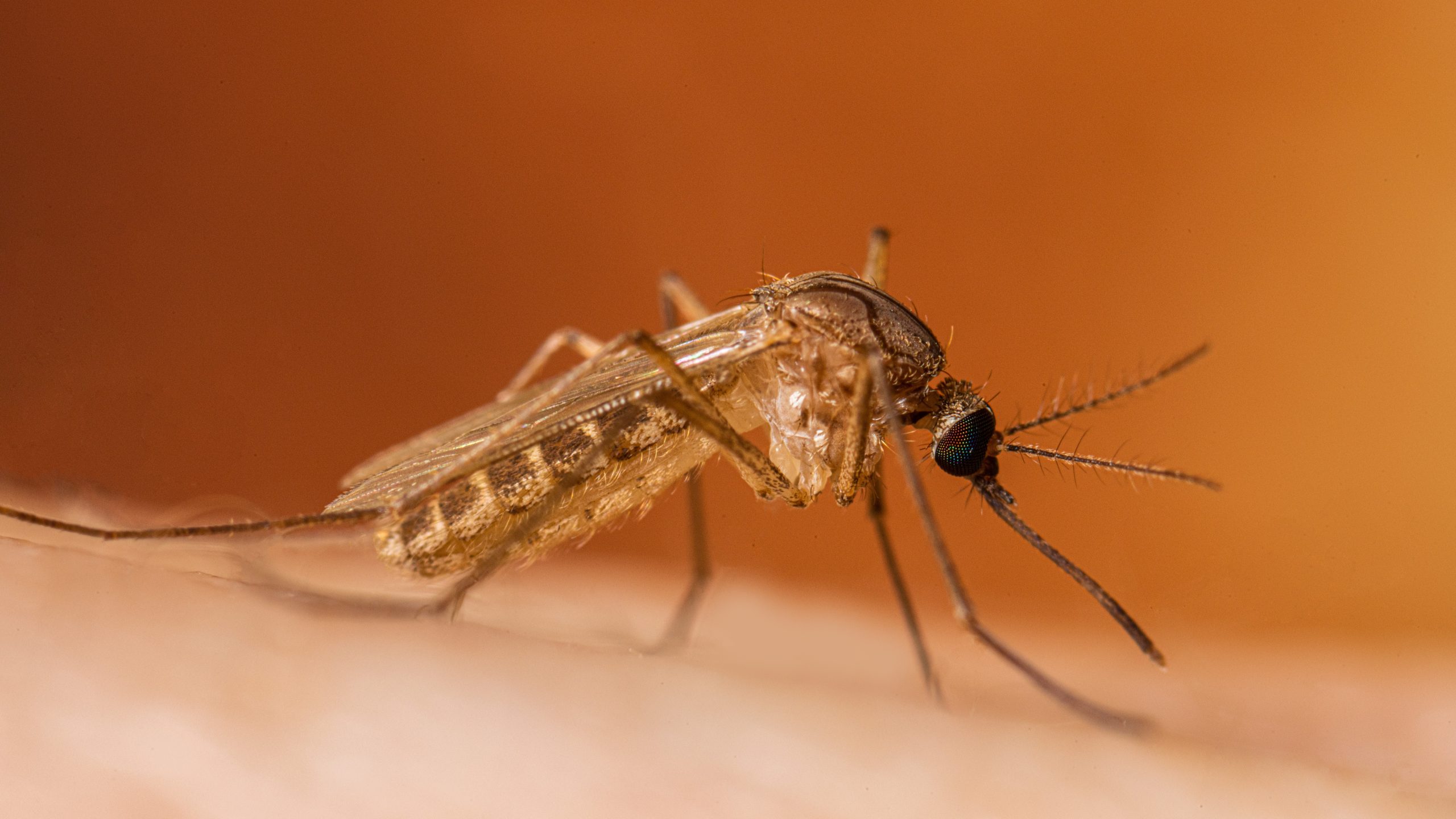 Mosquito that carries and spreads West Nile virus on a person's arm.