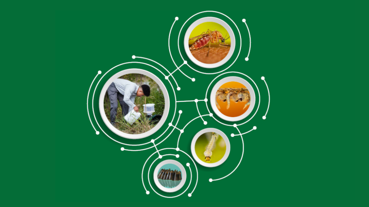 Cover art for WNV Surveillance and Control Guidelines.
