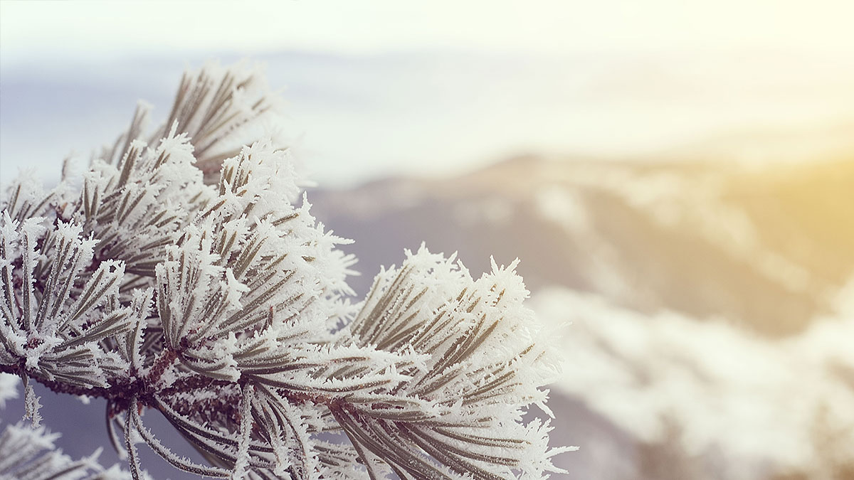 Snow-covered pine branch