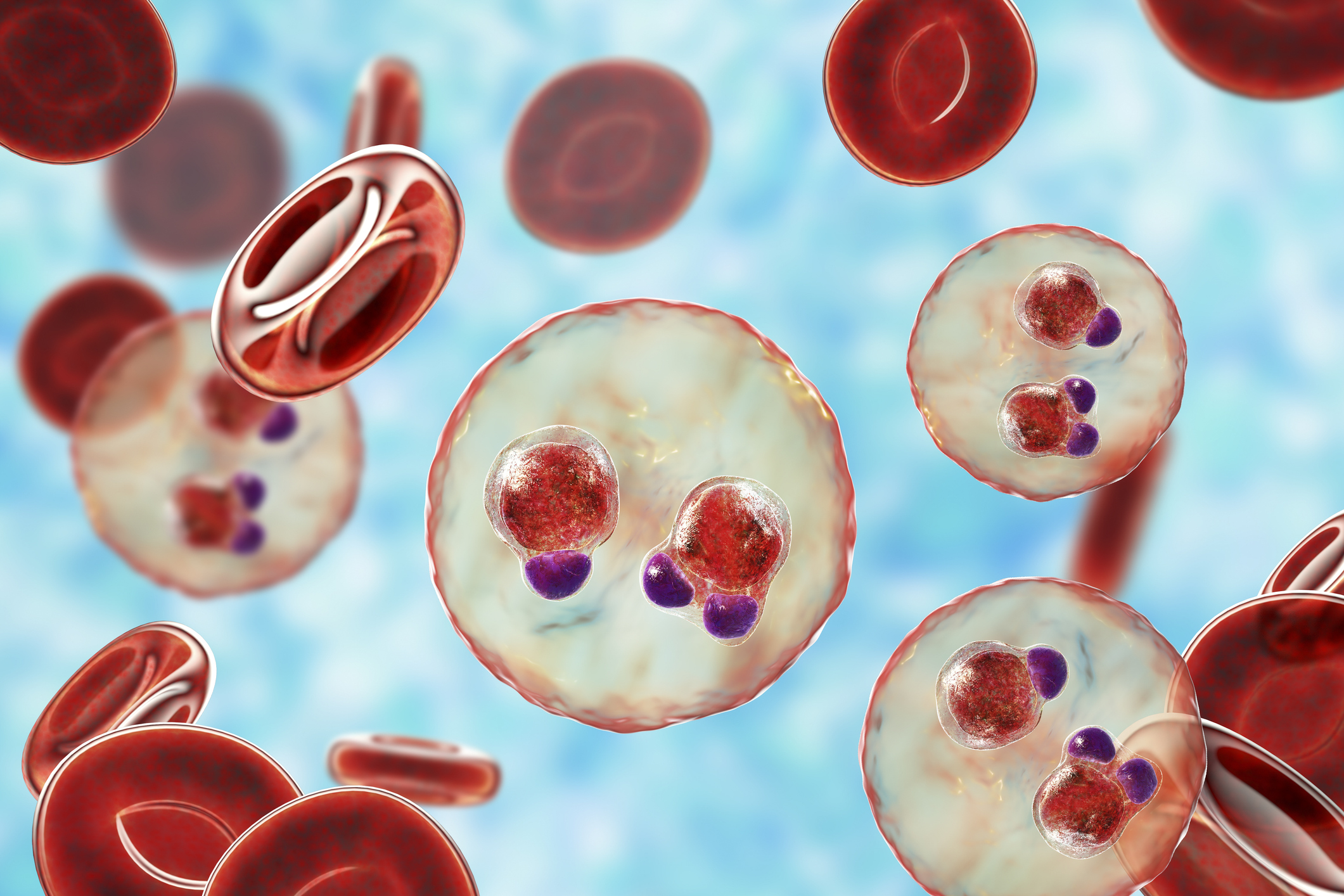 This image shows microscopic red blood cells and Malaria viruses with smaller red and purple spheres in the middle.