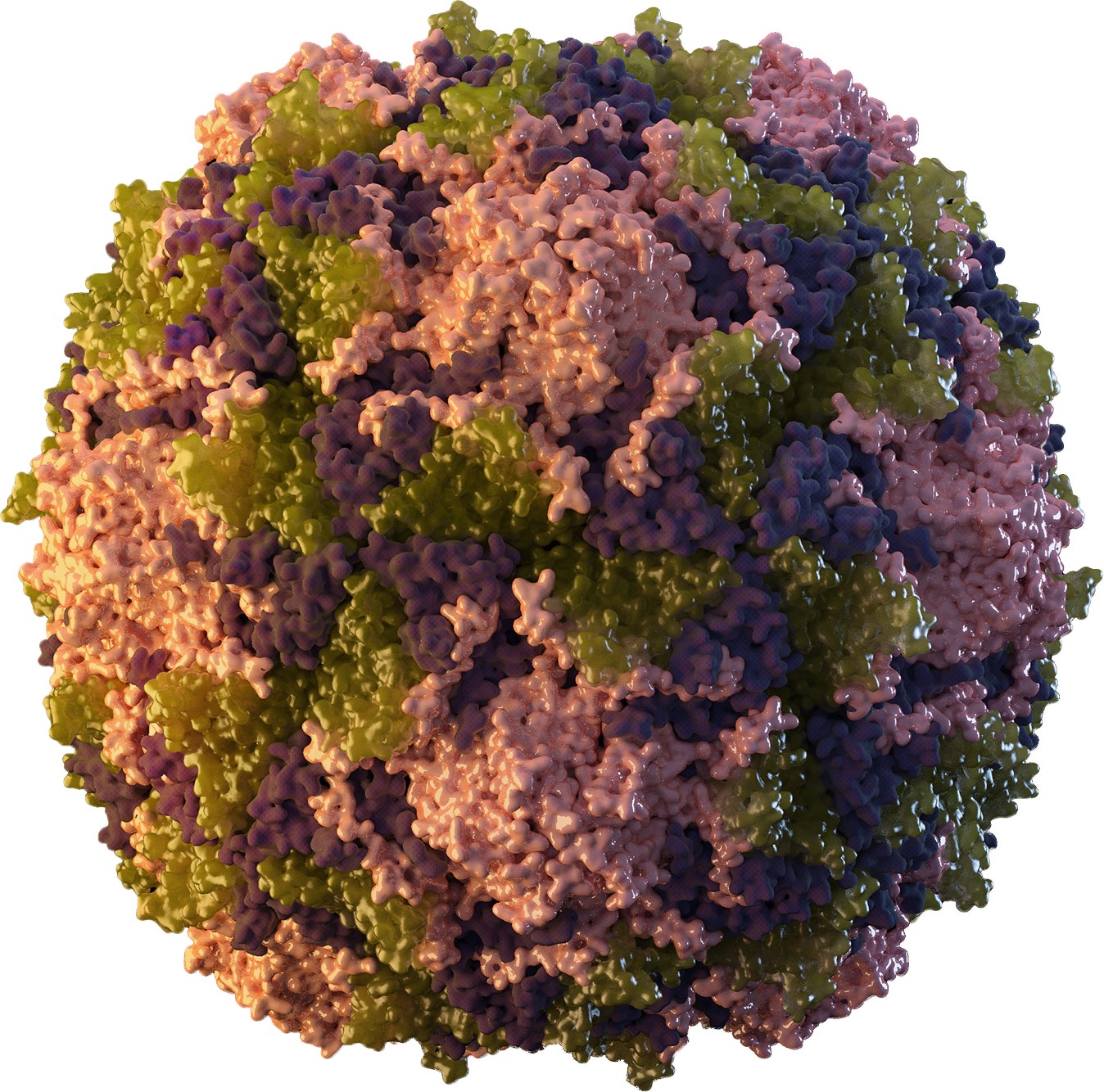 Poliomyelitis