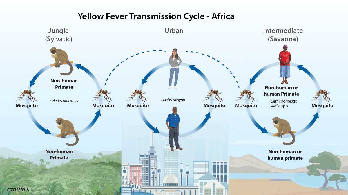 Yellow fever transmission cycle in Africa illustration.
