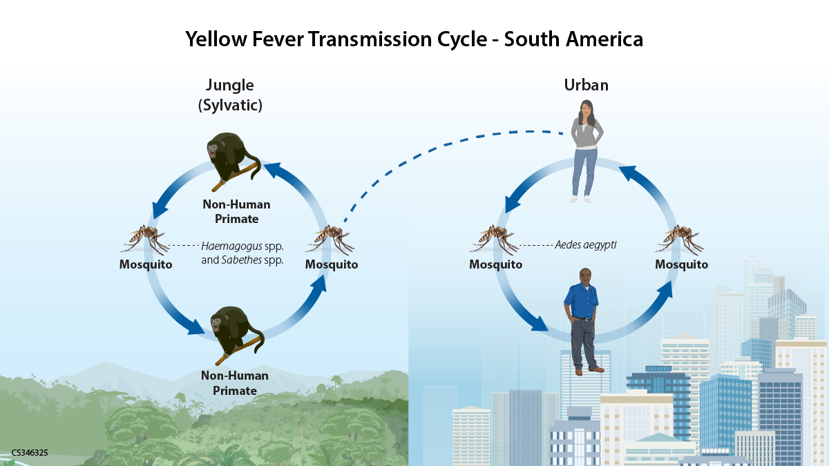Transmission cycle of Yellow fever in South America.