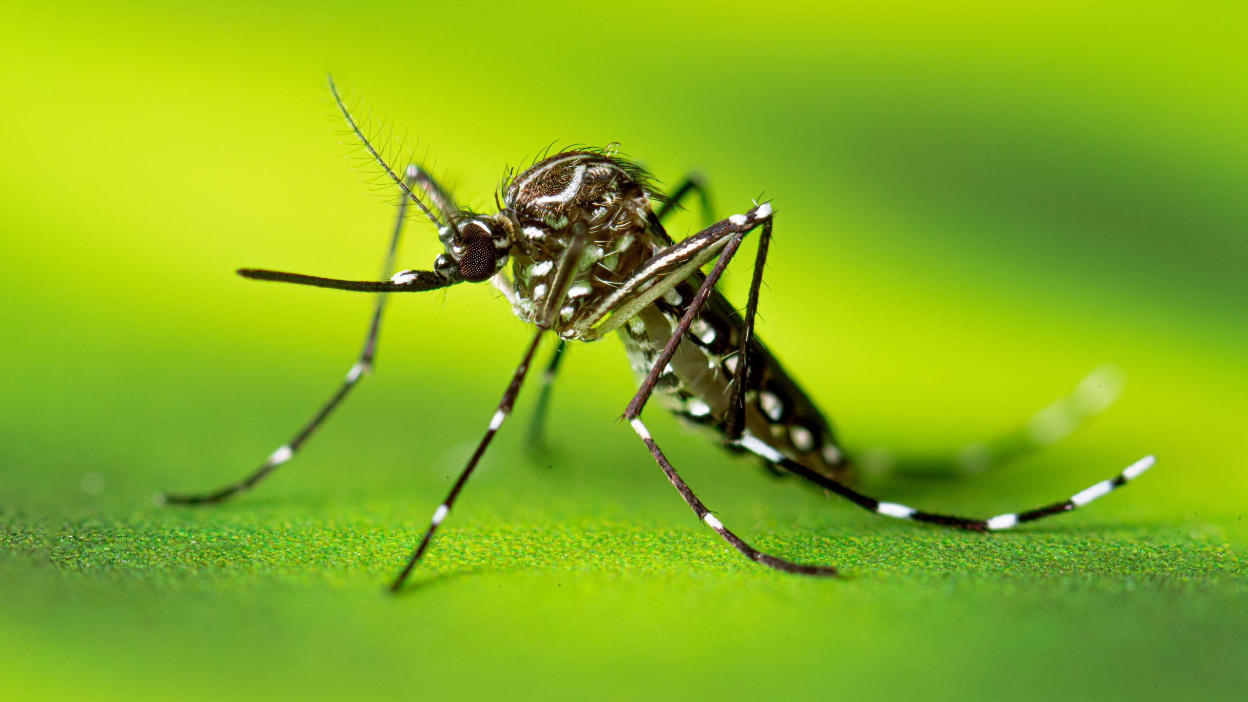 Close up of an Aedes aegypti mosquito.