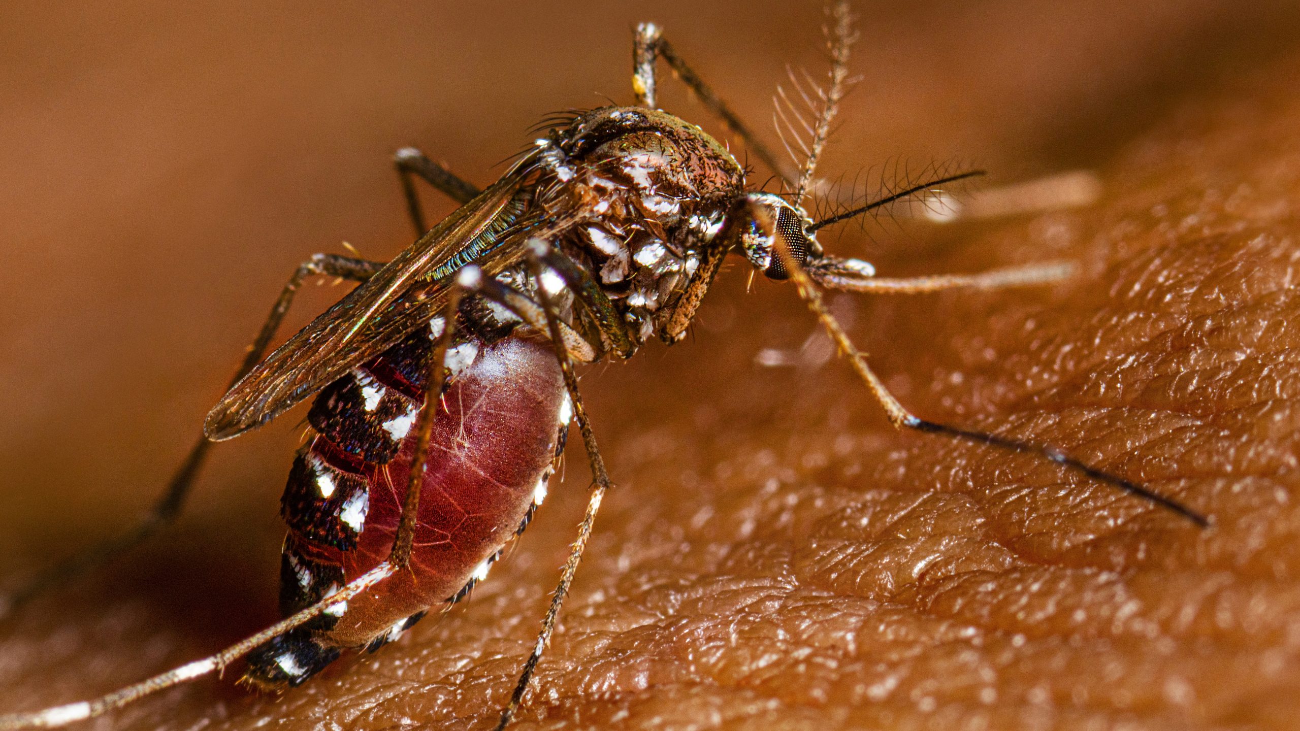 Aedes species mosquito full of blood on a person's arm.