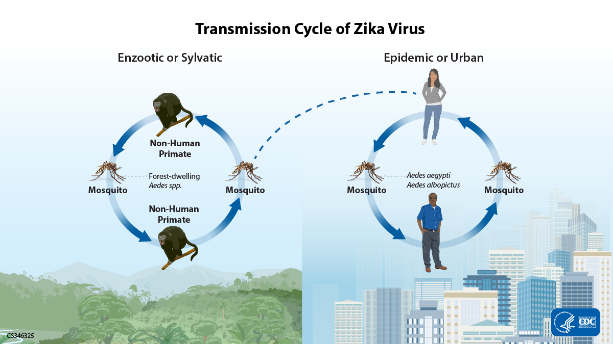 Zika virus transmission cycle illustration.