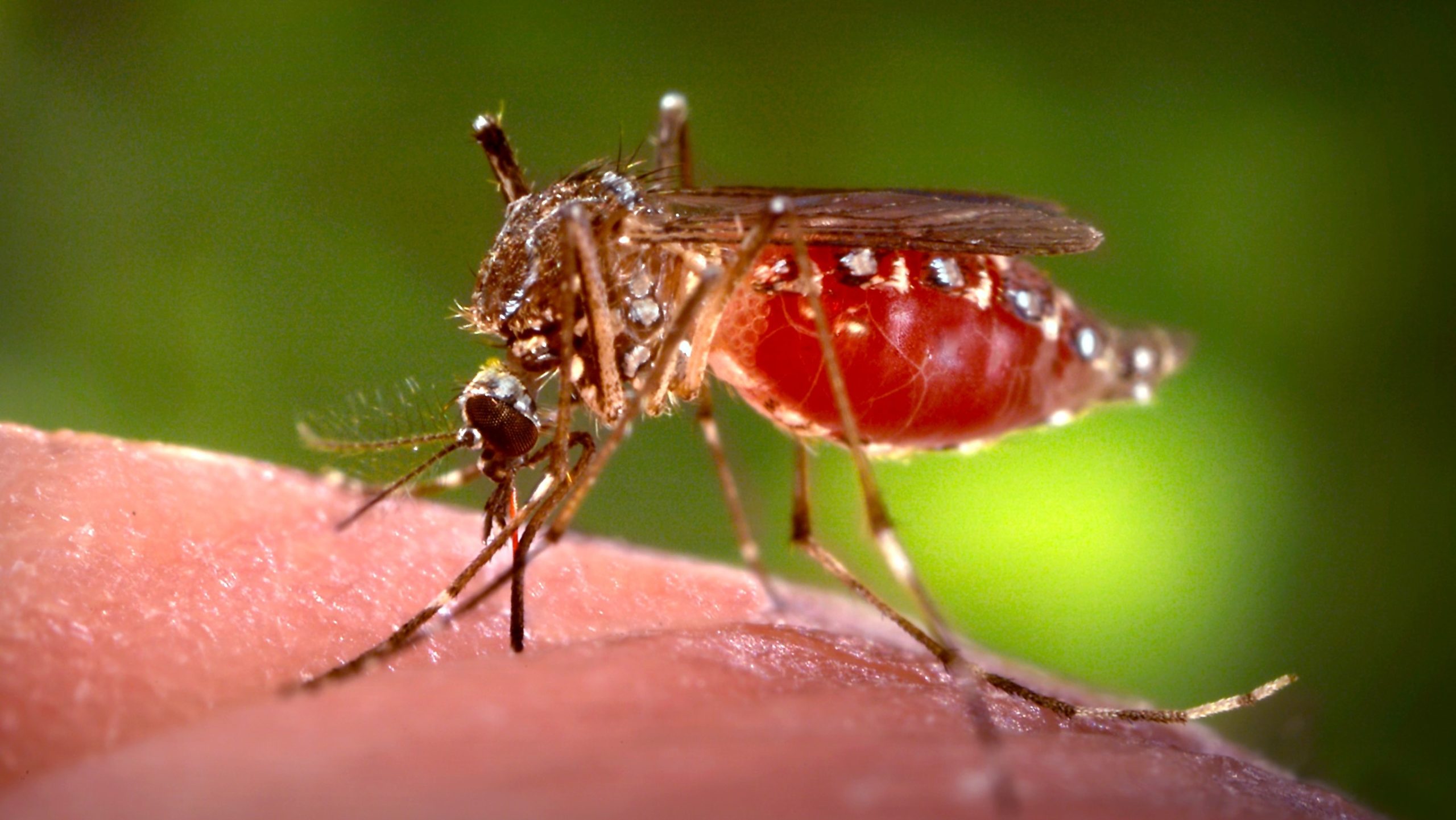 Aedes aegypti mosquito feeding on a human.