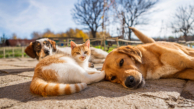 Two dogs and a cat lounging in the sun